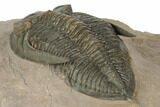 Detailed Zlichovaspis Trilobite - Morocco #189996-5